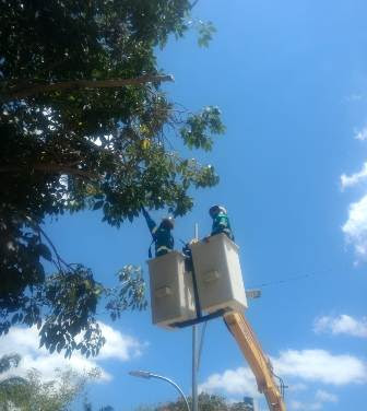 Coordenadoria do Meio Ambiente promove controle fitossanitário em árvores de áreas públicas de Campina Grande