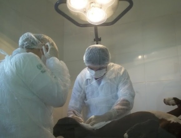 Centro de Zoonoses realiza mais de 25 mil atendimentos clínicos em 2018