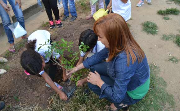 Programa Minha Árvore atinge marca de 38 mil mudas plantadas