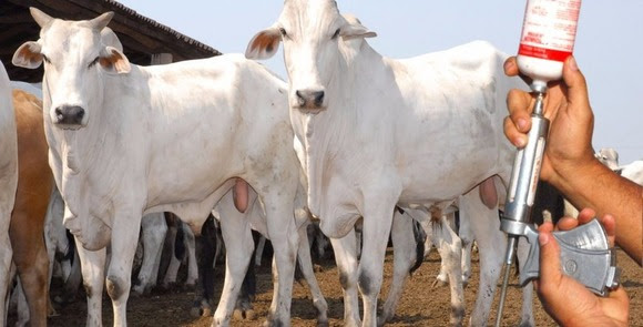 Agricultura vacina rebanho bovino contra Febre Aftosa a partir desta segunda-feira