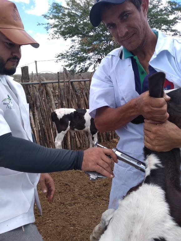 Secretaria conclui com êxito a campanha de vacinação animal em Campina Grande