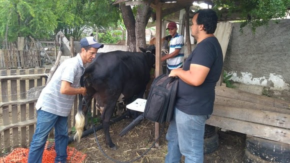 Agricultura realiza exames para verificar  aproveitamento de inseminação animal