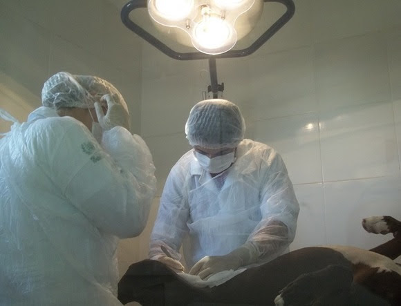 Centro de Zoonoses de Campina Grande retoma serviço de castração