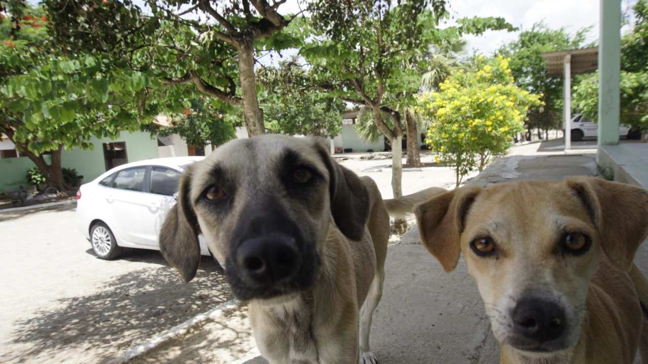 Centro de Zoonoses faz campanha para adoção