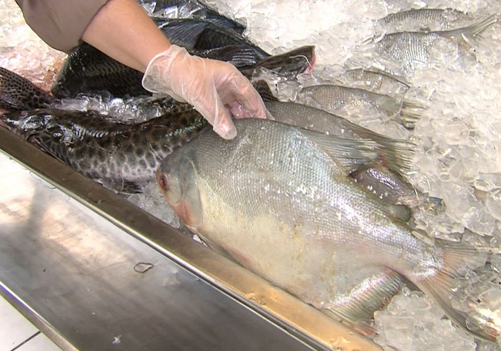 Preço do pescado apresenta variação de até 150% em Campina Grande, aponta Procon-CG