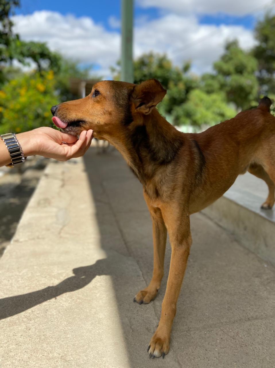 Centro de Zoonoses promove feira de adoção de animais neste sábado