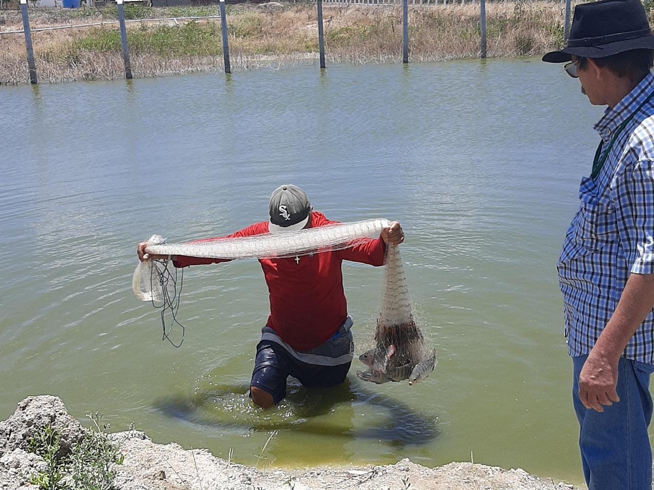 Secretaria de Agricultura desenvolve ações para aumentar a produção de peixes na zona rural de Campina Grande