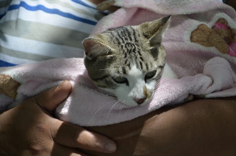 Castramóvel realiza mais de 100 cirurgias e inicia procedimentos em fêmeas