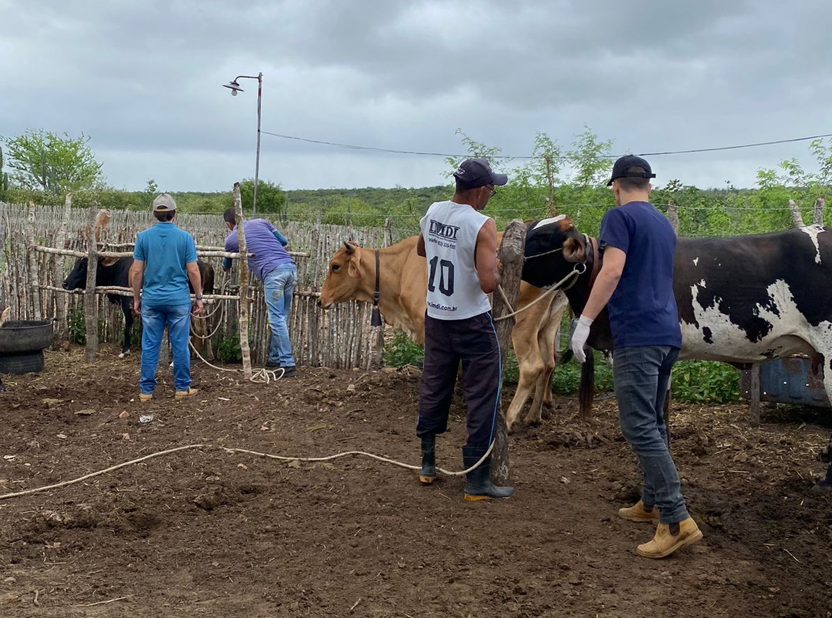 Secretaria da Agricultura de Campina Grande prorroga campanha de vacinação contra febre aftosa até a próxima quinta-feira