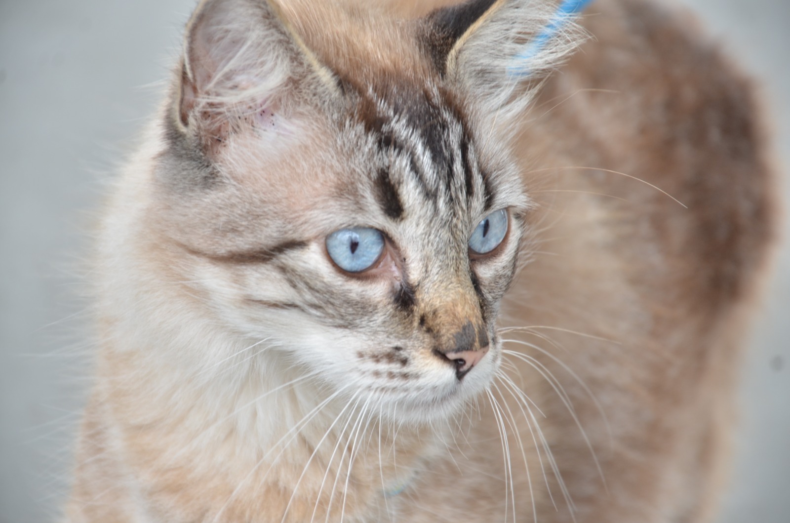 Campina Grande realiza censo para iniciar castração de animais de rua