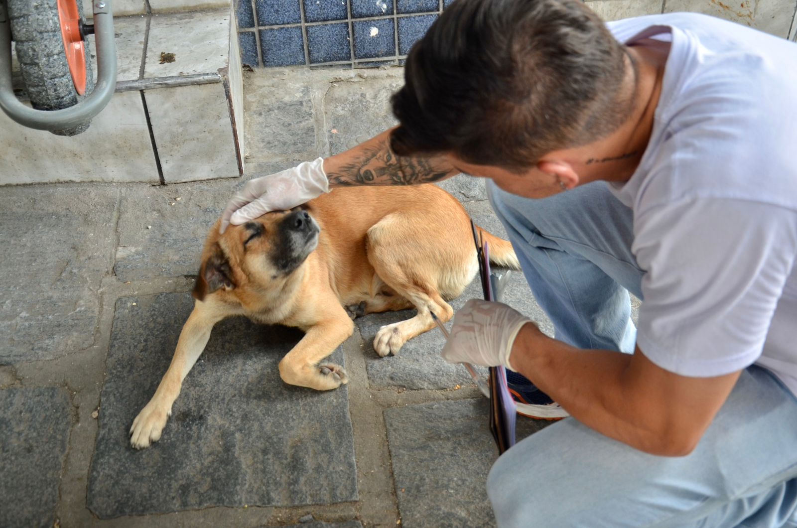 Prefeitura de Campina Grande inicia mapeamento de animais de rua para realizar castração