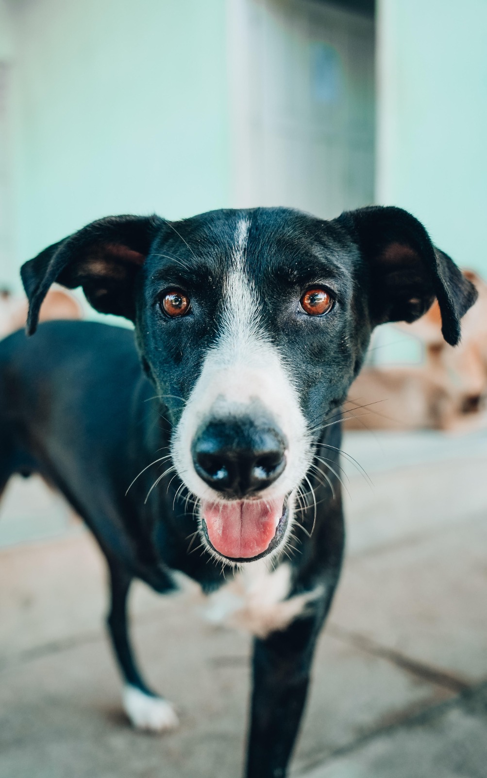 Termina nesta terça-feira prazo para cadastramento de ONGs e cuidadores da causa animal receberam subsídio da Prefeitura de Campina Grande