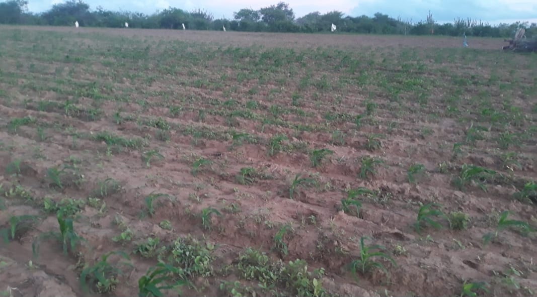 Prefeitura de Campina Grande inicia nesta segunda-feira entrega de boletos aos agricultores contemplados com o Garantia Safra