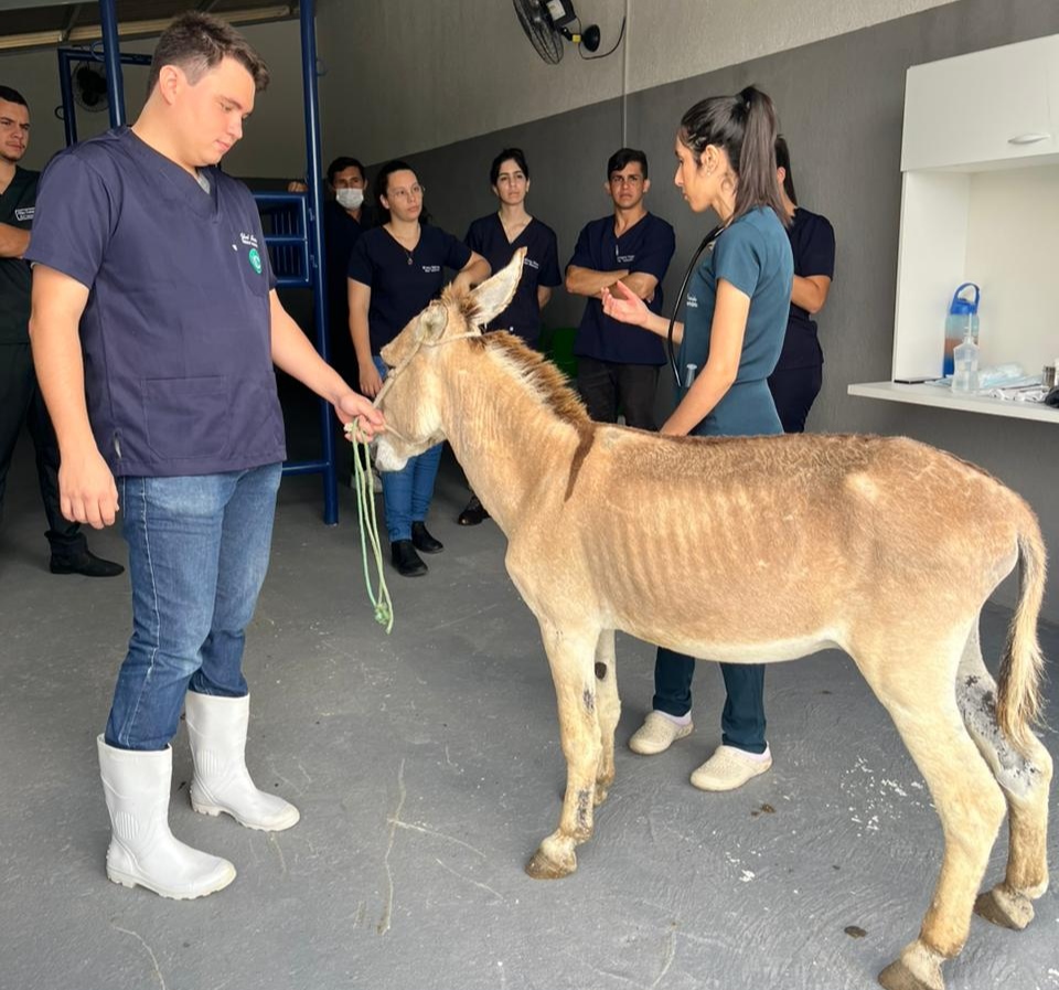 Parceria entre Centro de Zoonoses e FIP promove cirurgias de castração em animais de grande porte