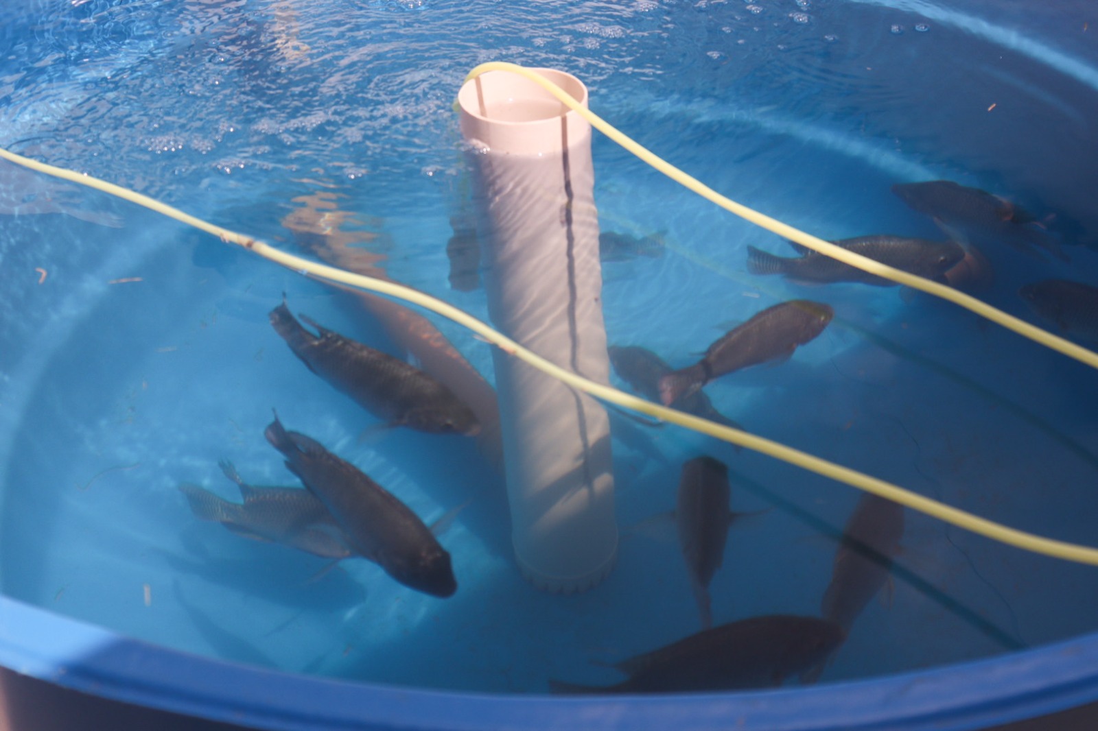 PEIXE VERDE: Projeto que envolve o cultivo de peixes e produção de hortaliças foi lançado nesta segunda-feira, em uma das unidades da Semas