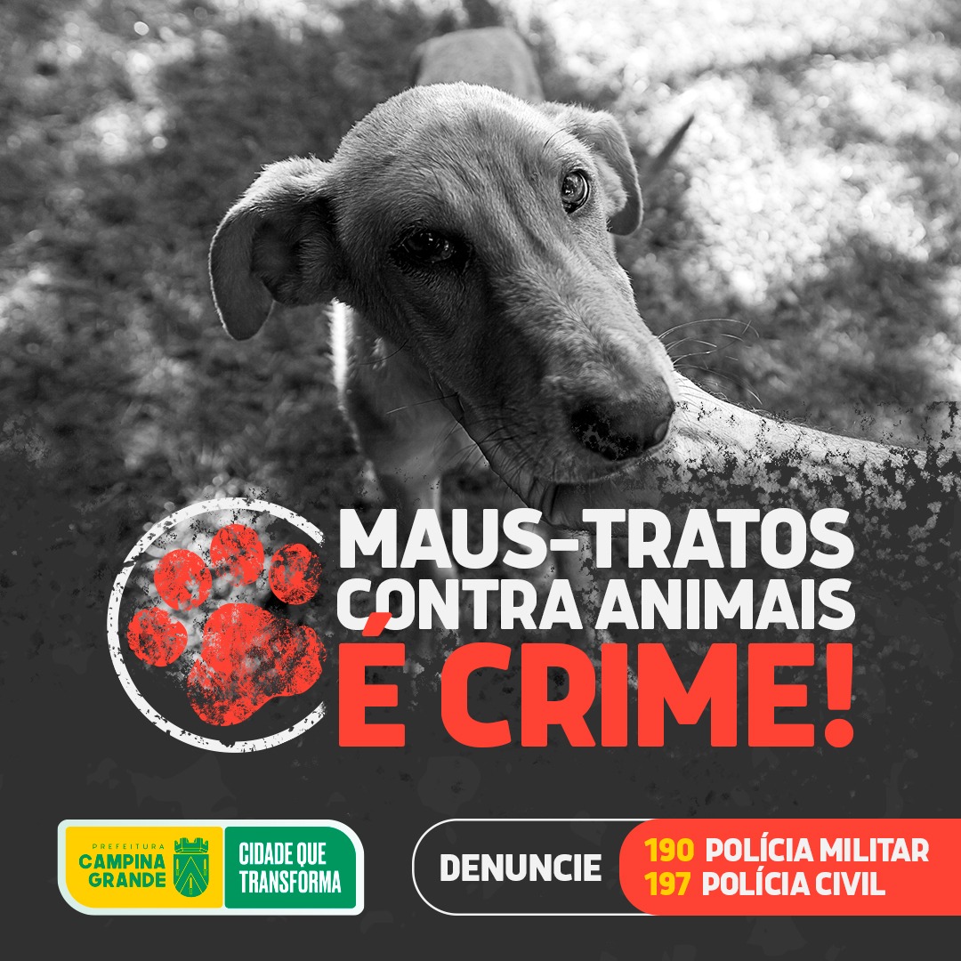 Centro de Zoonoses de Campina Grande resgata cadela da raça pitbull vítima de maus tratos
