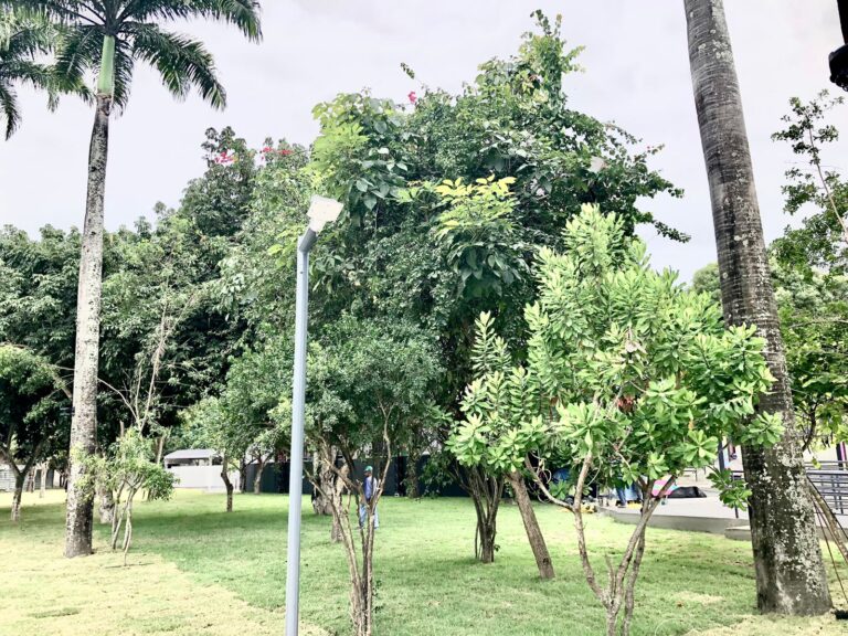 Prefeitura de Campina Grande realizará diversas ações no Dia Mundial do Meio Ambiente