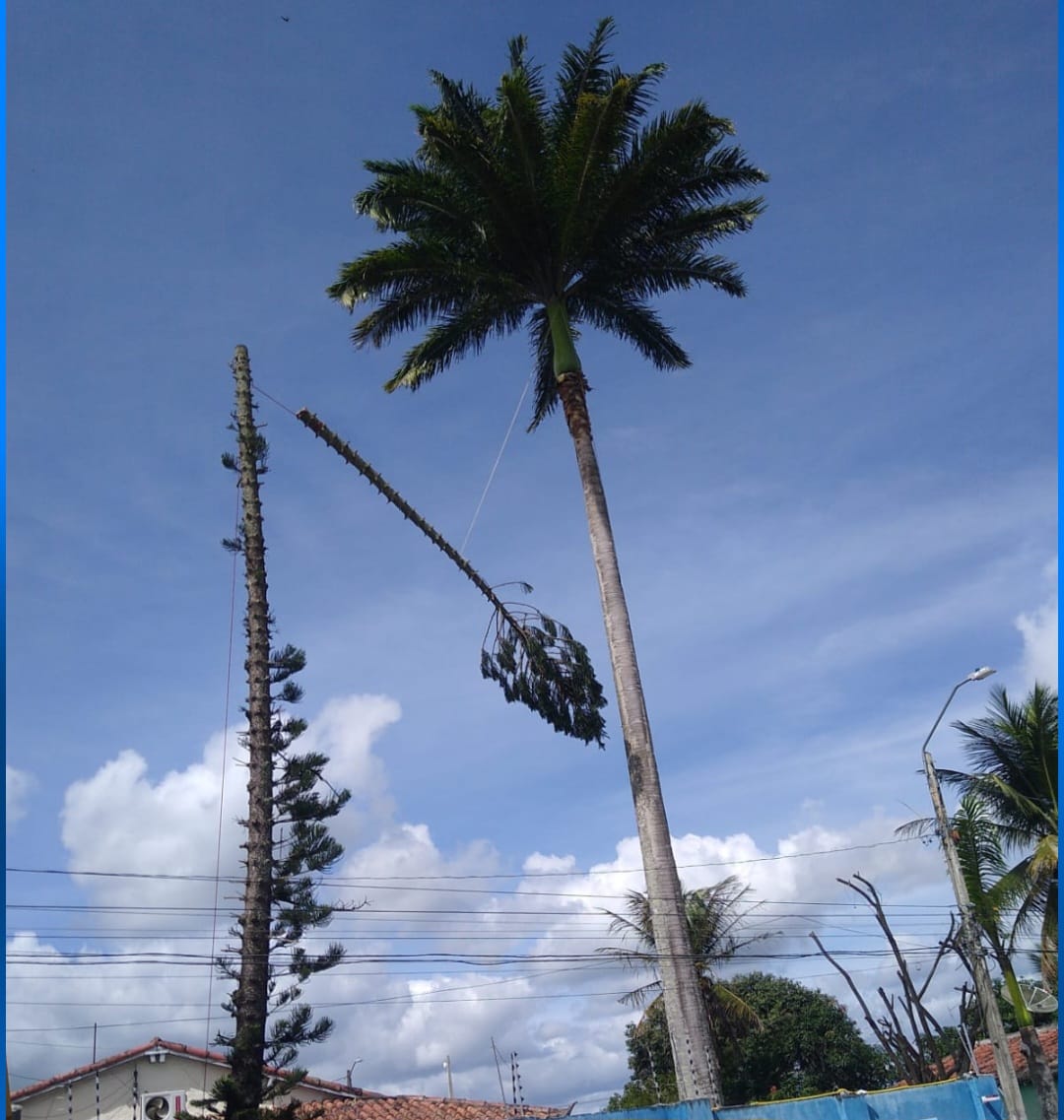 Prefeitura de Campina Grande realiza remoção de duas árvores que atrapalhavam pouso de aeronaves no João Suassuna