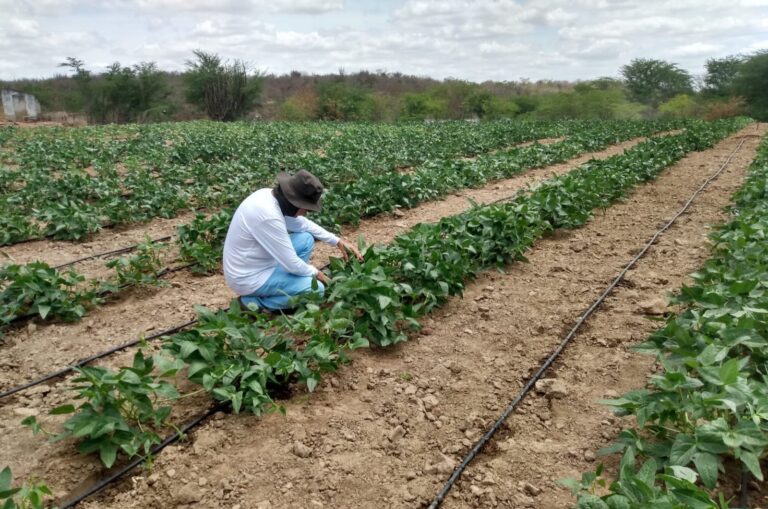 Projeto de irrigação da Prefeitura de Campina Grande abre novos horizontes para a agricultura do Município