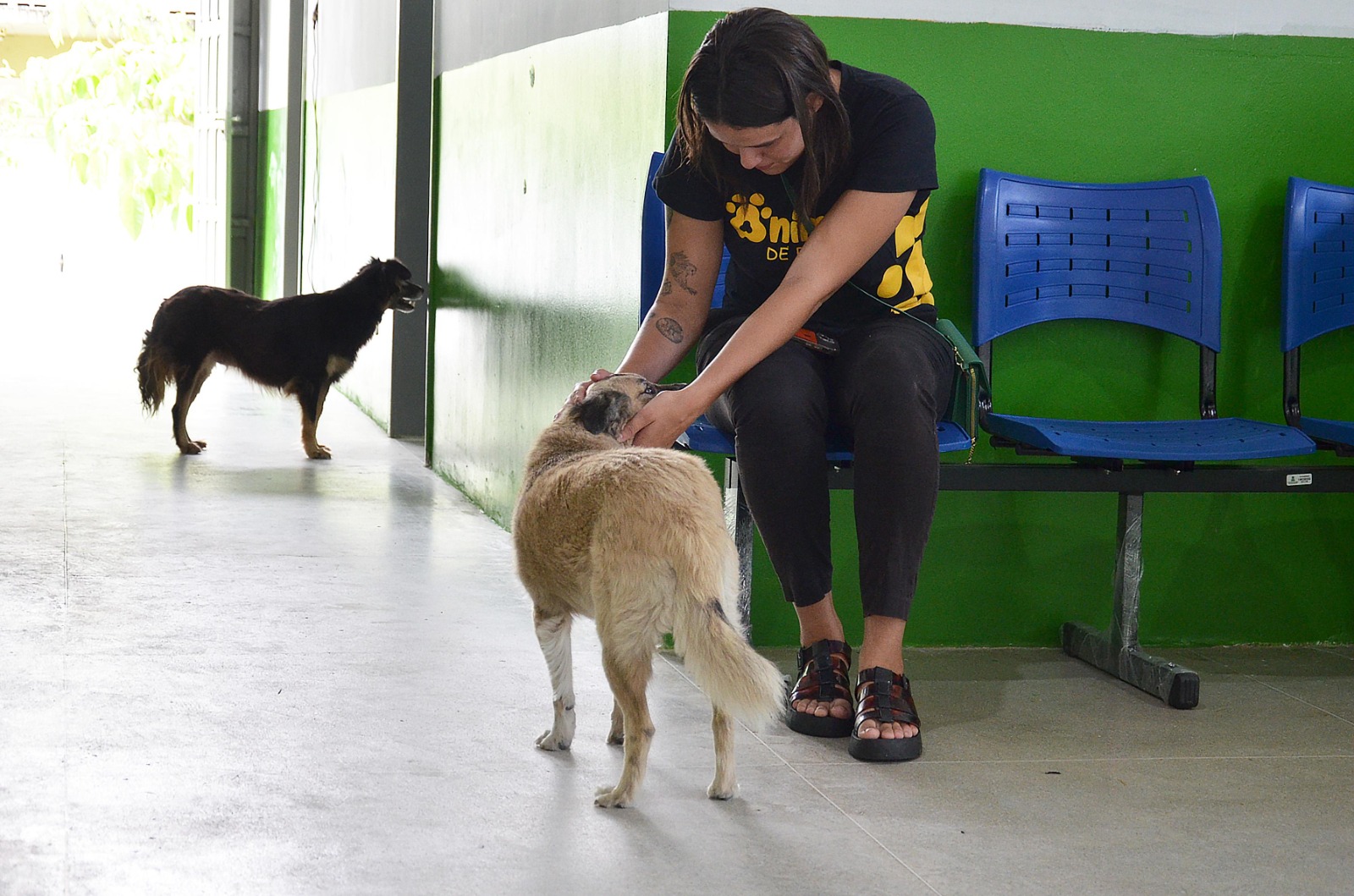 Folia e adoção: Bloco Pet CCZ acontece neste sábado em Campina Grande