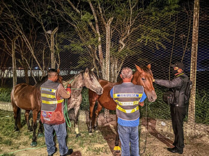 Operação integrada, promovida pela Prefeitura de Campina Grande, recolhe 23 animais de grande porte, soltos em via pública