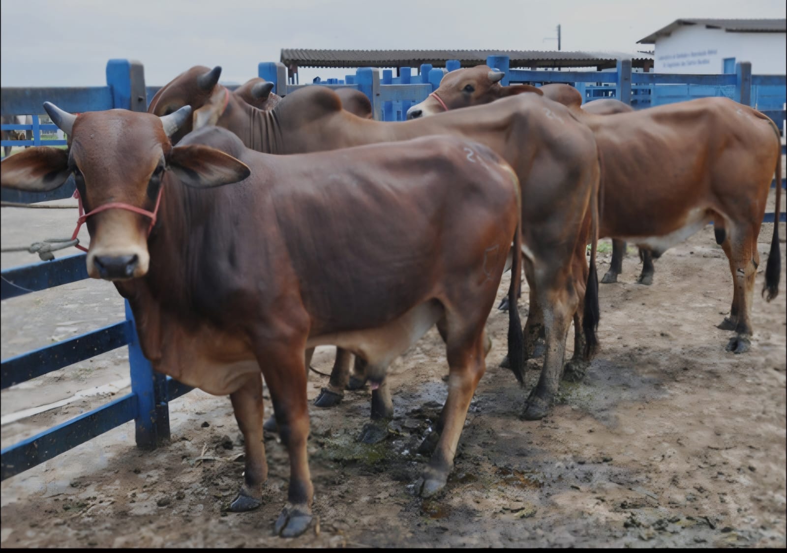 Produtores rurais têm novo prazo para atualizar o cadastramento de seus rebanhos: 30 de junho