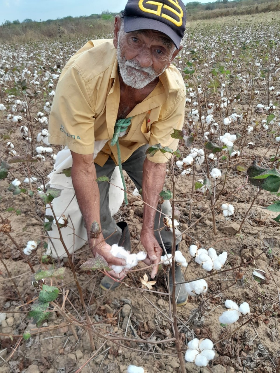 Projeto Algodão Orgânico da Prefeitura de Campina Grande encerra inscrições na próxima sexta-feira, 28 de novembro