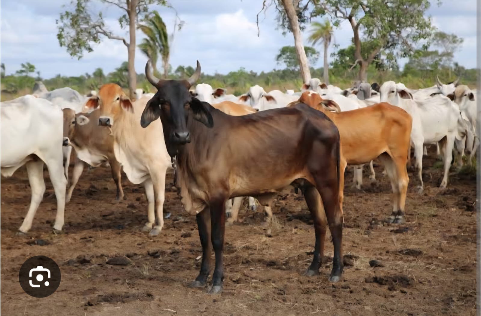 Seagri alerta que criadores têm até 19 de dezembro para cadastrar rebanhos na Defesa Agropecuária