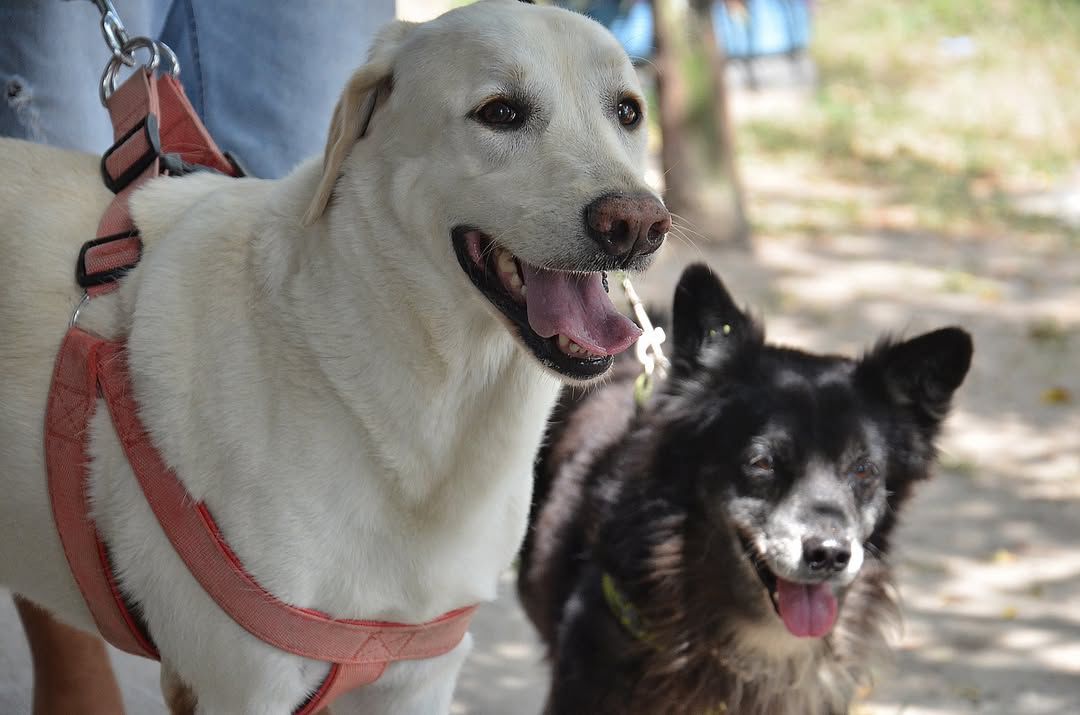 CCZ realiza Dia D de Adoção Dezembro Verde neste sábado na Praça da Bandeira