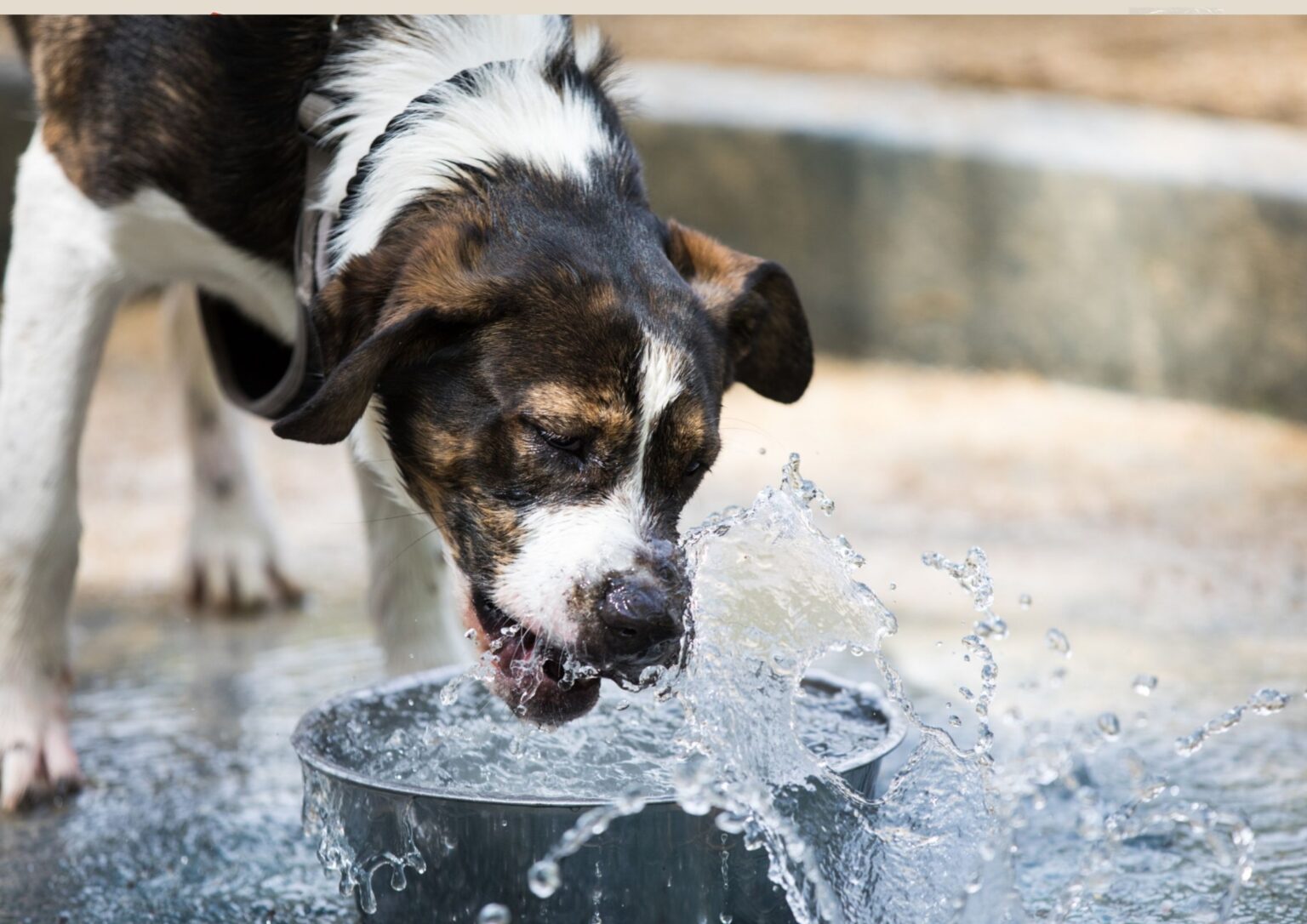 Centro de Controle de Zoonoses de Campina Grande alerta para riscos do calor à saúde de animais