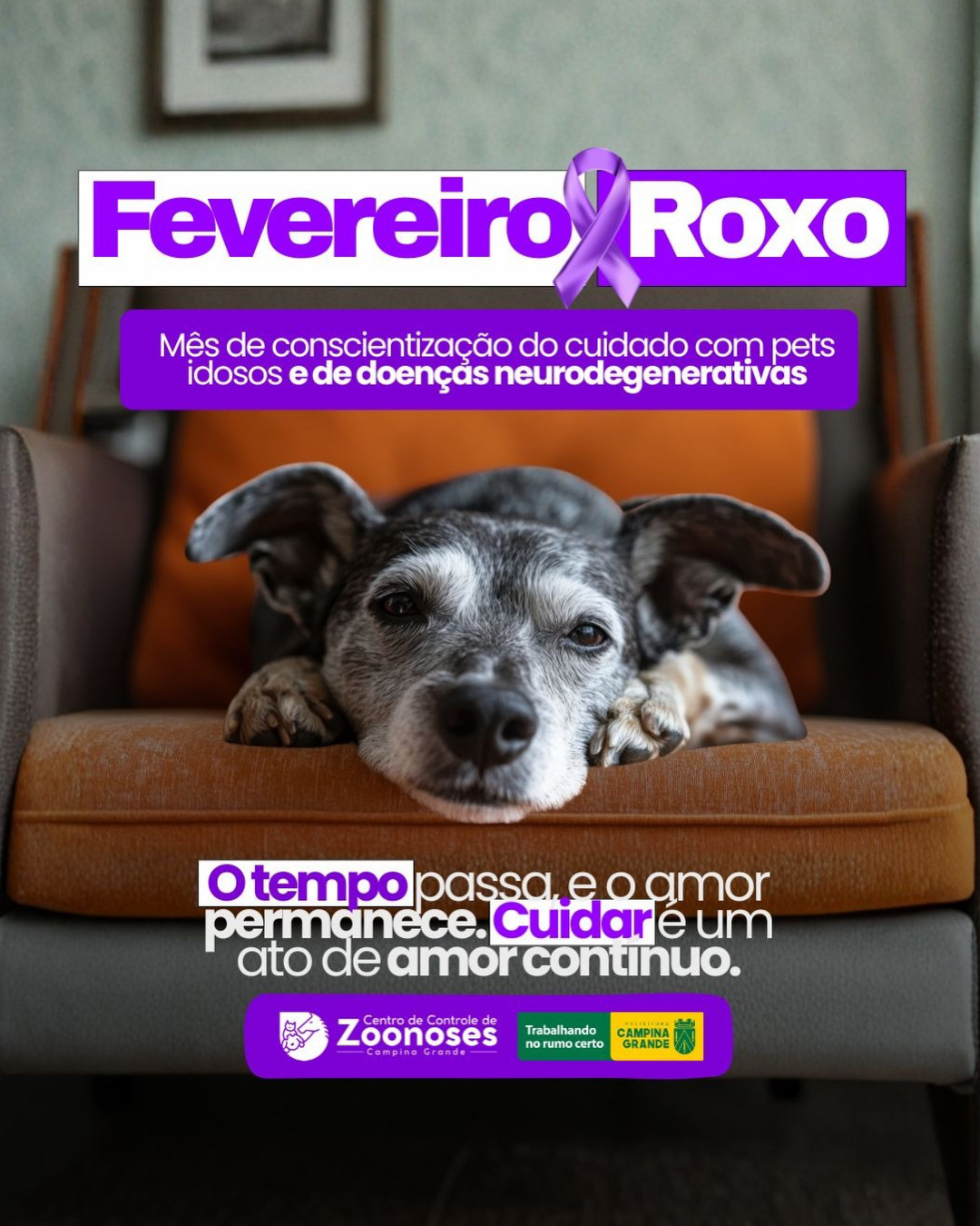 Fevereiro Roxo Pet: CCZ alerta sobre cuidados com animais idosos e doenças neurodegenerativas