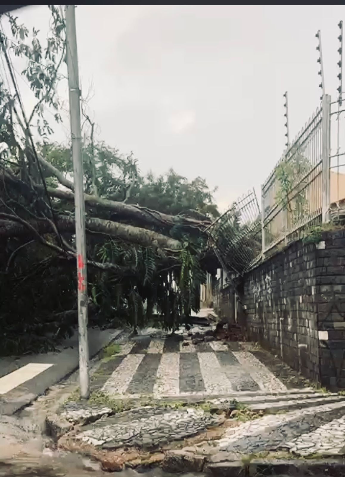 Defesa Civil de Campina Grande emite boletim sobre ocorrências após chuvas e ventos fortes na cidade neste domingo