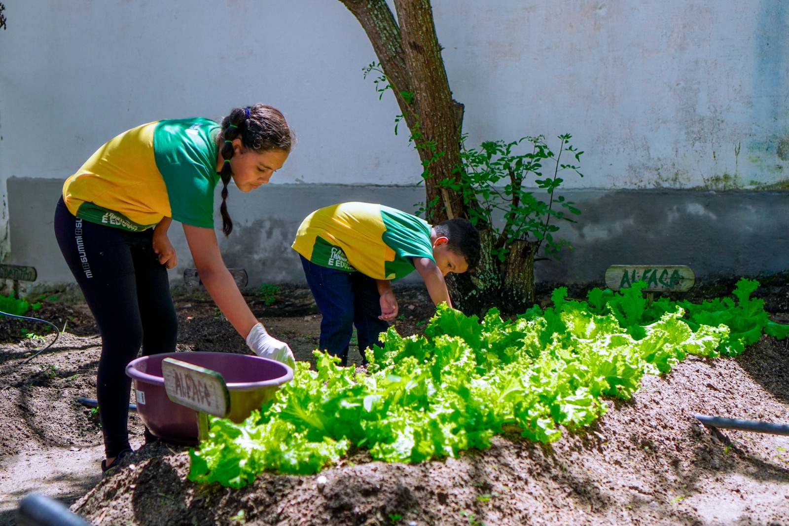 Selo Plantar 2026: Seduc abre inscrições para unidades educacionais apresentarem projetos de Educação Ambiental