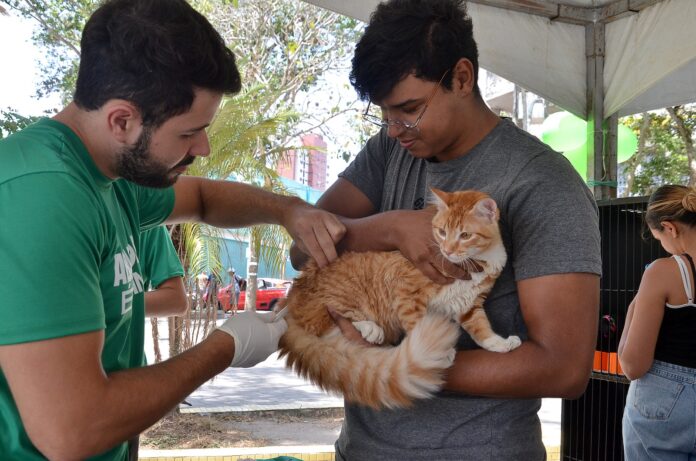 Prefeitura de Campina Grande realiza Dia D de Vacinação Antirrábica no próximo sábado